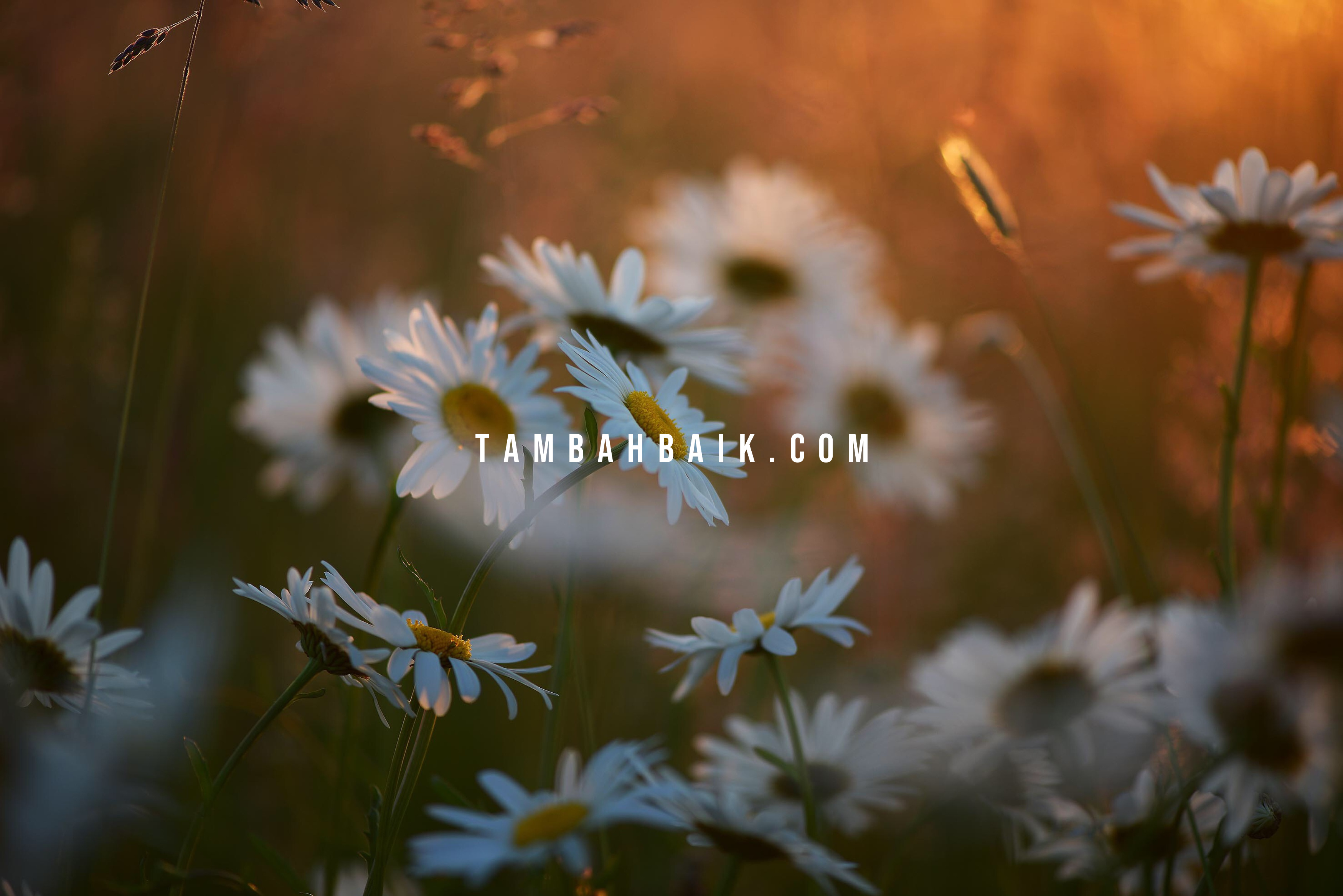 Masa Surga Engkau Tidak Beri padahal Setiap Saat Kami Memintanya?