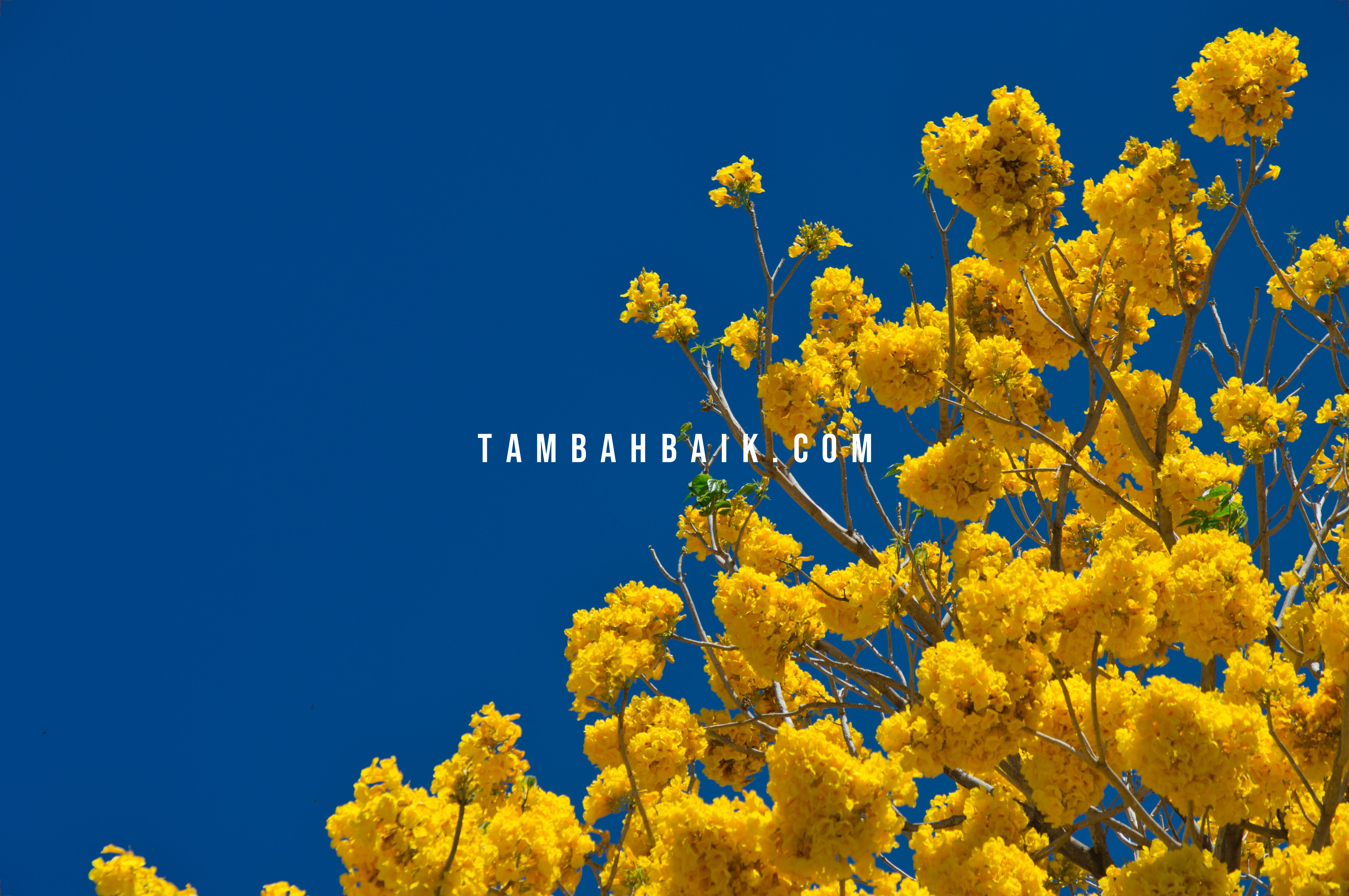 Setiap Seorang Wanita Memakai Hijabnya, Saat Itu Semua Dihitung Ibadah