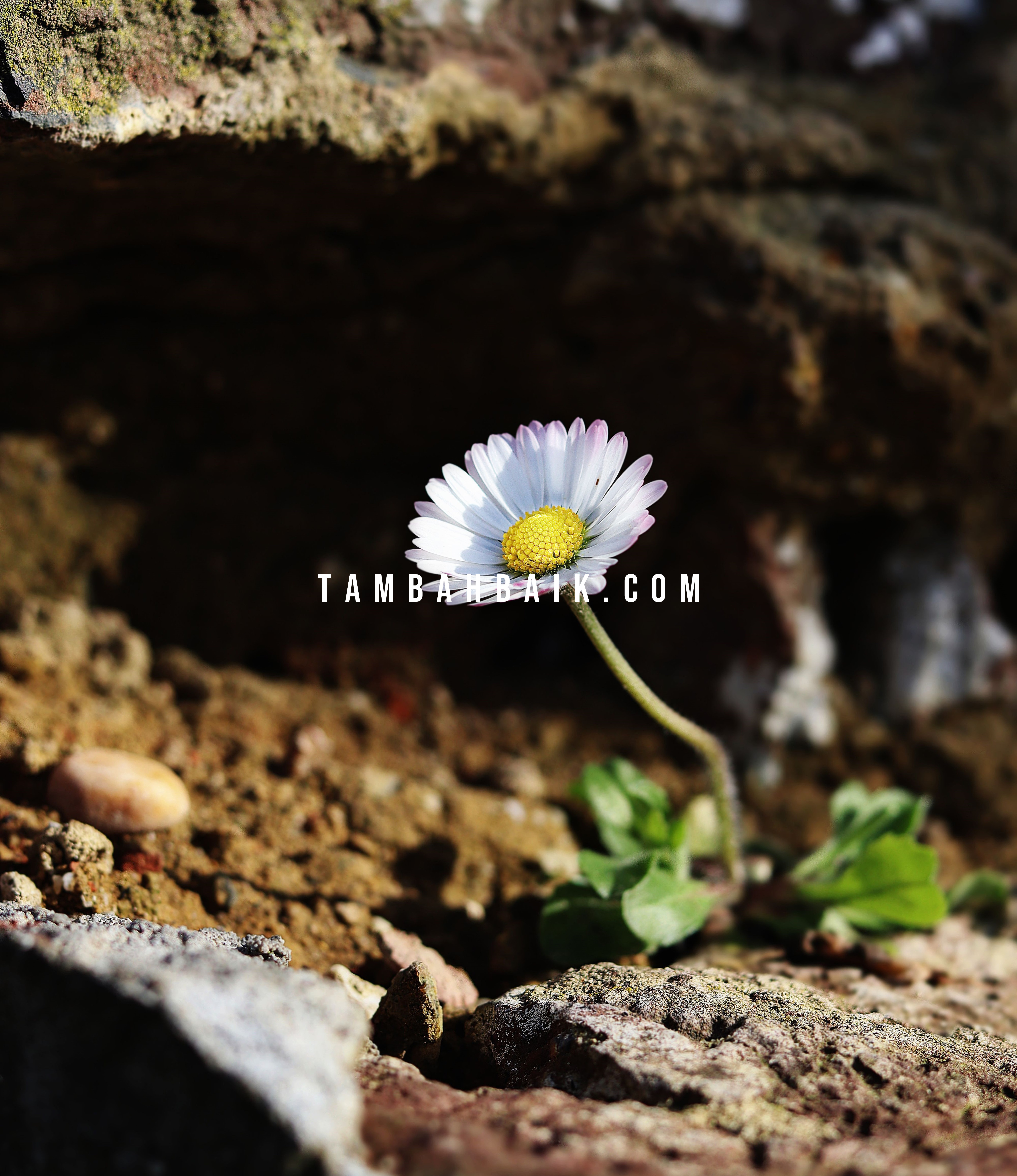 Keyakinan Imam Ahmad: Musibah PASTI Diangkat, Bukan BARANGKALI