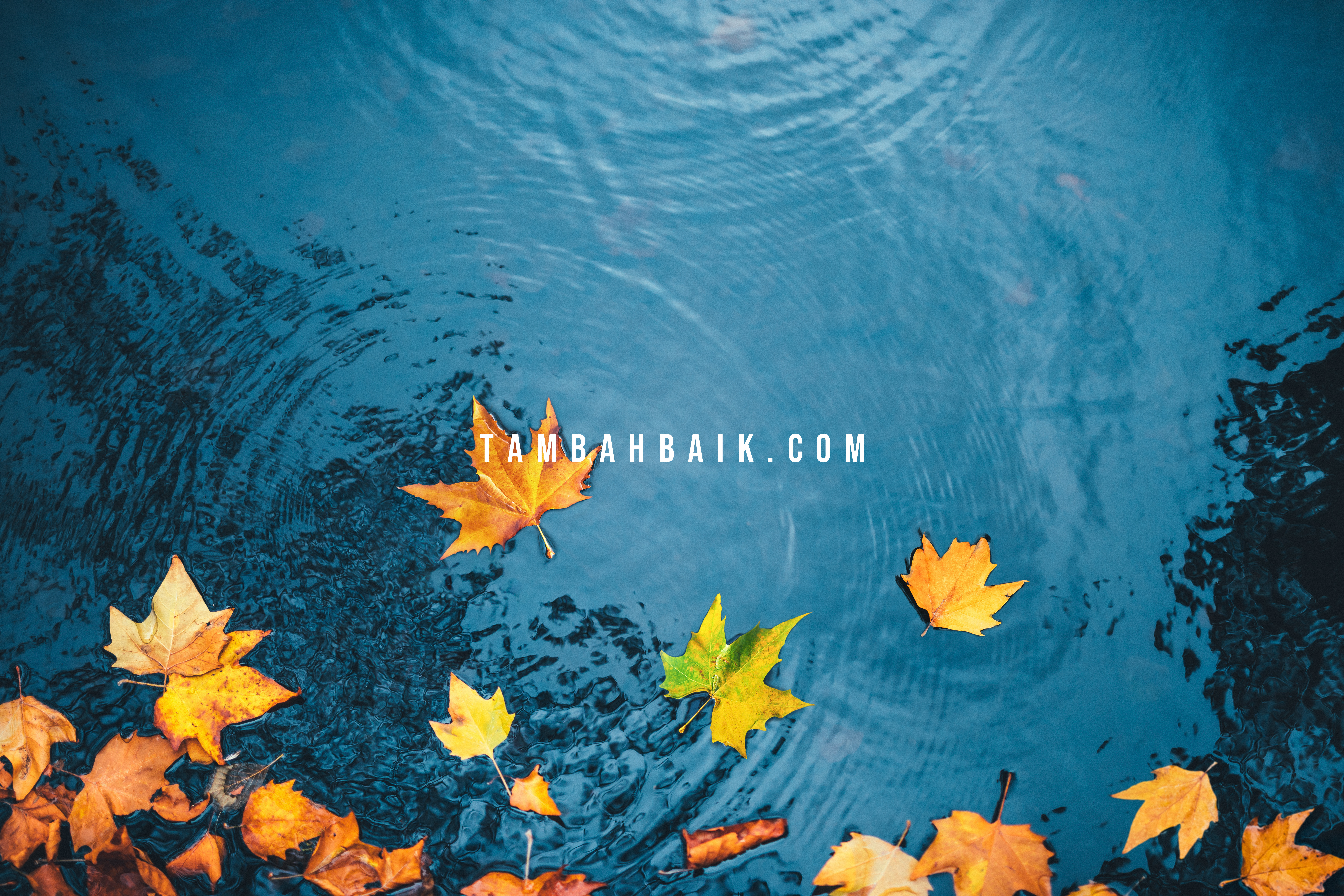 Setiap yang Bernyawa Akan Merasakan Mati