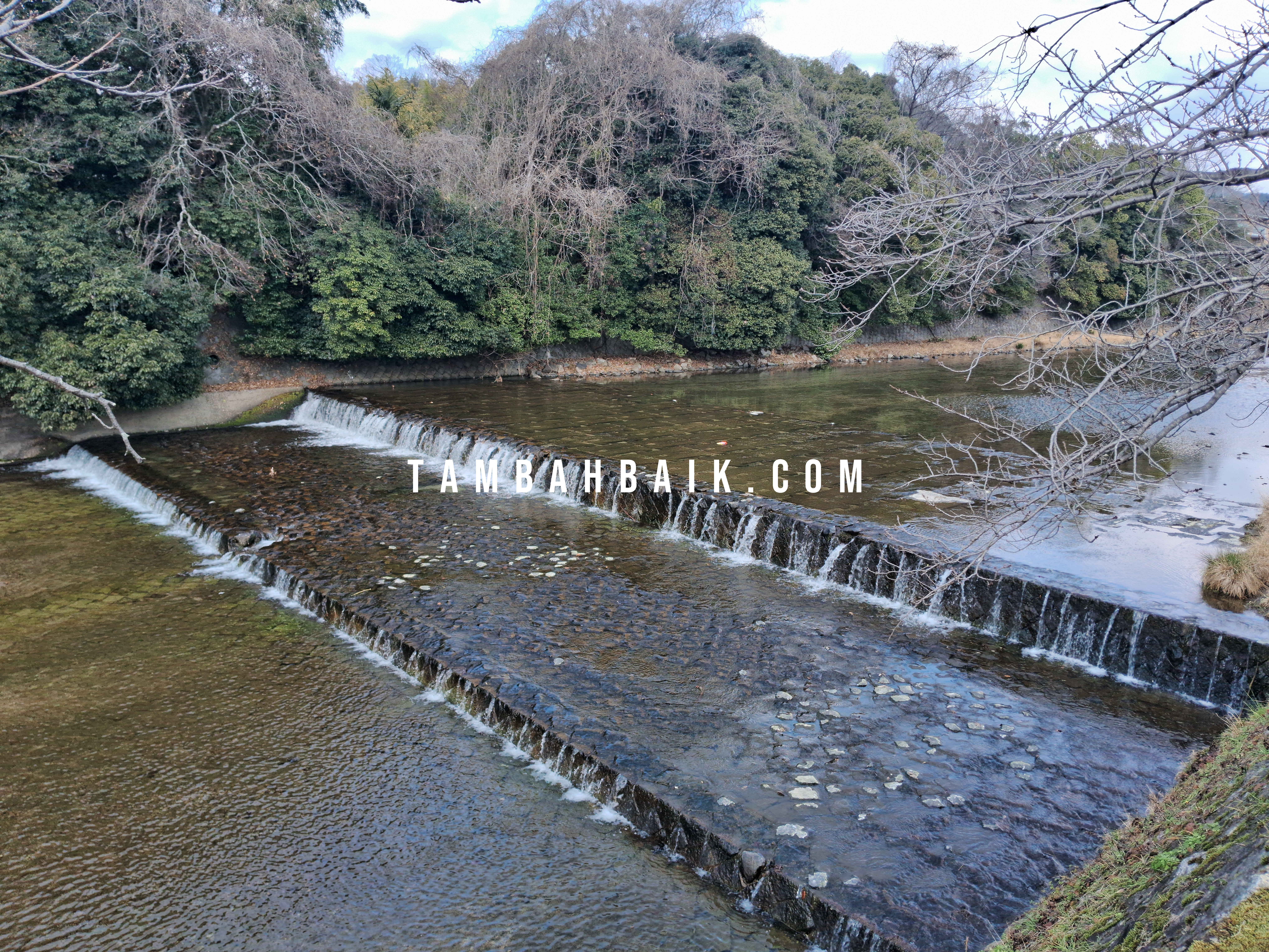 Jalan Kaki di Sungai Takano Kyoto: Bertemu Kawanan Rusa